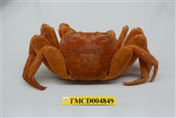 藏品(毛足陸方蟹)的圖片